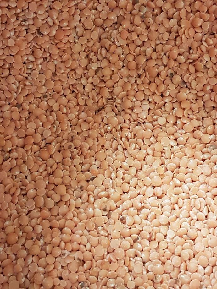 Lentilles corail bio belges/100g