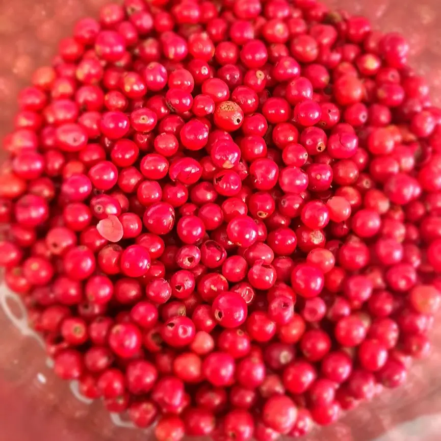 Baies roses /10g