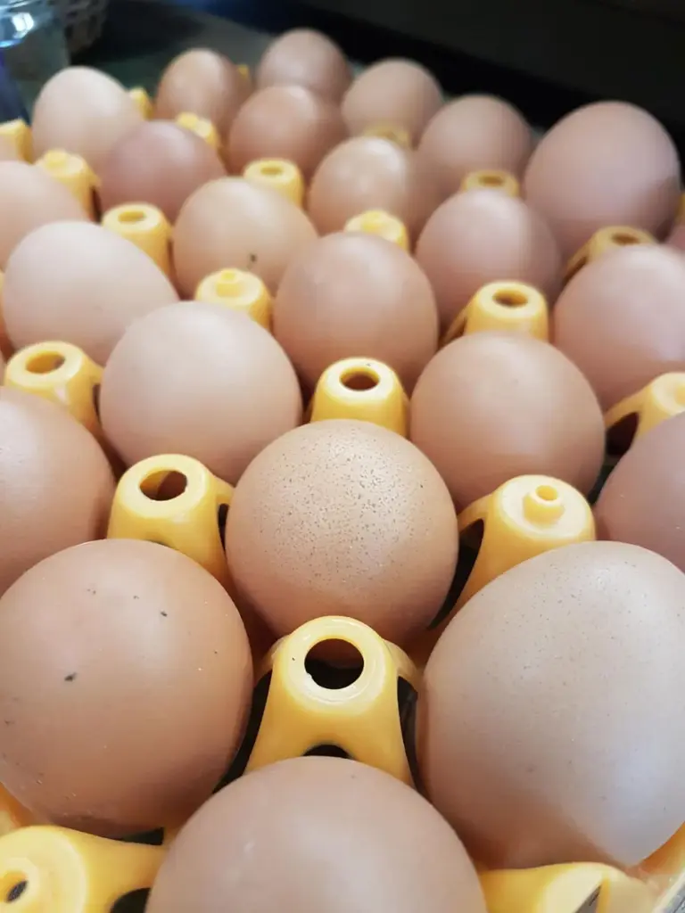 Oeuf Bio