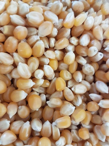 Maïs à pop-corn bio /100g
