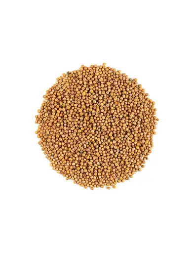 Moutarde jaune grains bio/10g